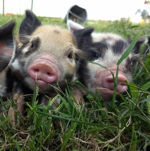 Team Page: Camp Fitch Farmers